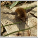 Bombylius major - Wollschweber w03.jpg